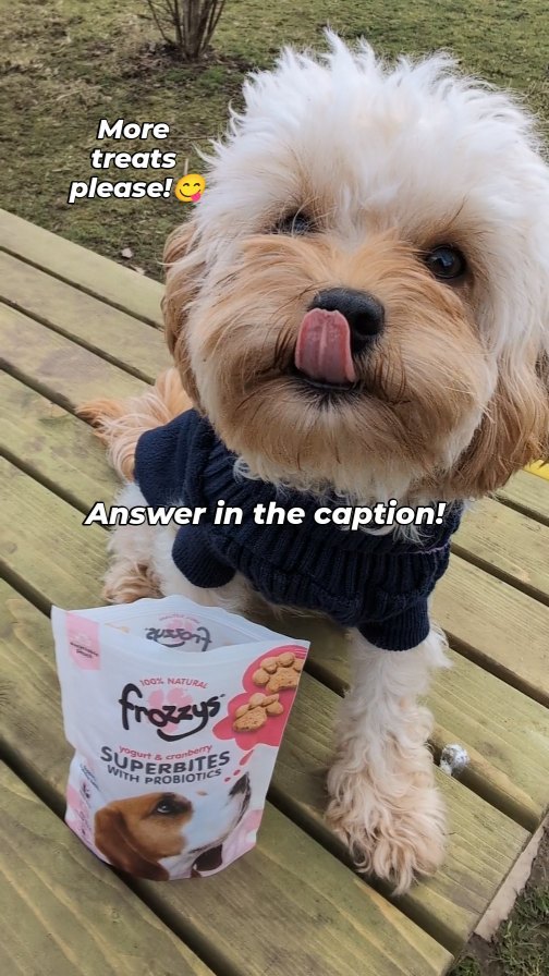 Instagram post by @ginny.woofwoof for Frozzys. Caption reads: Why can't we resist puppy dog eyes? Here is a....