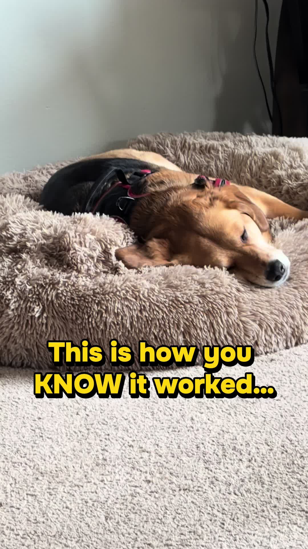 TikTok post by @doseofdakota for PetMD Store. Caption reads: [...] #bulkysticks #lowodor #tireddog @PetMDStore.