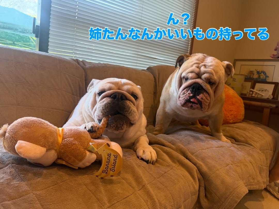 Instagram post by @hiyorin0207 for Doggy Box. Caption reads: ハニ姉ちゃんが楽しそうに遊んでるのをみて末っ子たるくんが寄ってきたよー🐒🍌
ハニはおさるさんのし....