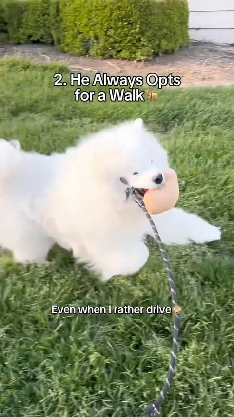 Instagram post by @biffthesamoyed for Earthborn Holistic Pet Food. Caption reads: Heavy on the ✨natural fertilizer✨ hehe💩 COMMENT....