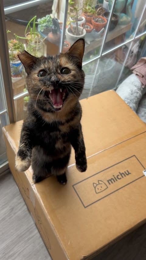 Instagram post by @screamy_beany for MICHUPET. Caption reads: [...] 📦 I got a package last night from....