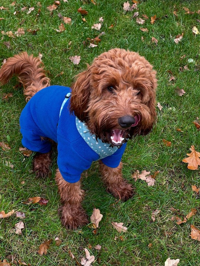 Instagram post by @iamwoodythecockapoo for Hello Beenie. Caption reads: Can’t resist a puppy pic on....