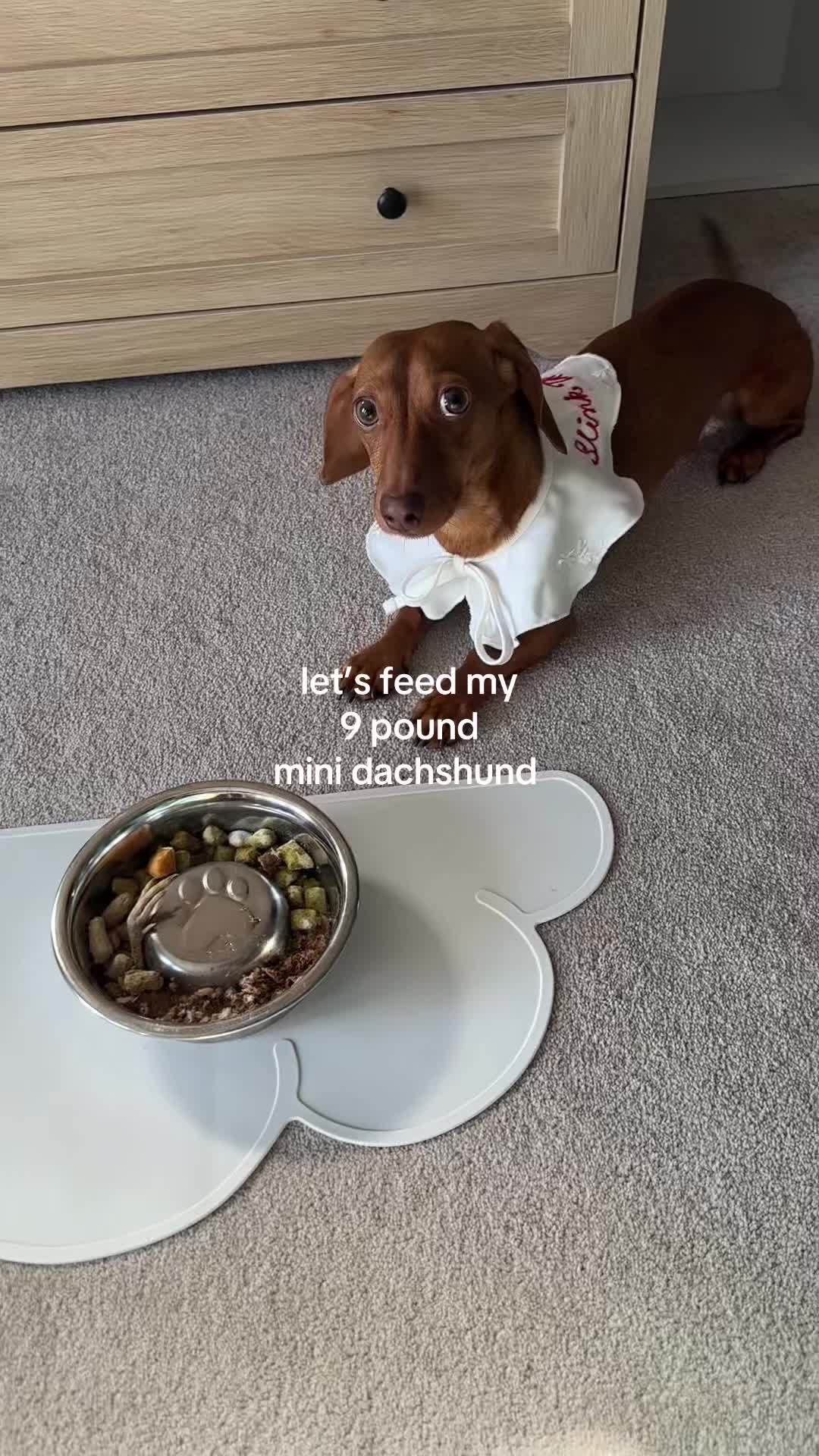 TikTok post by @slinktheween for Open Farm Pet. Caption reads: [...] is the last day of the @Open Farm Pet Black....