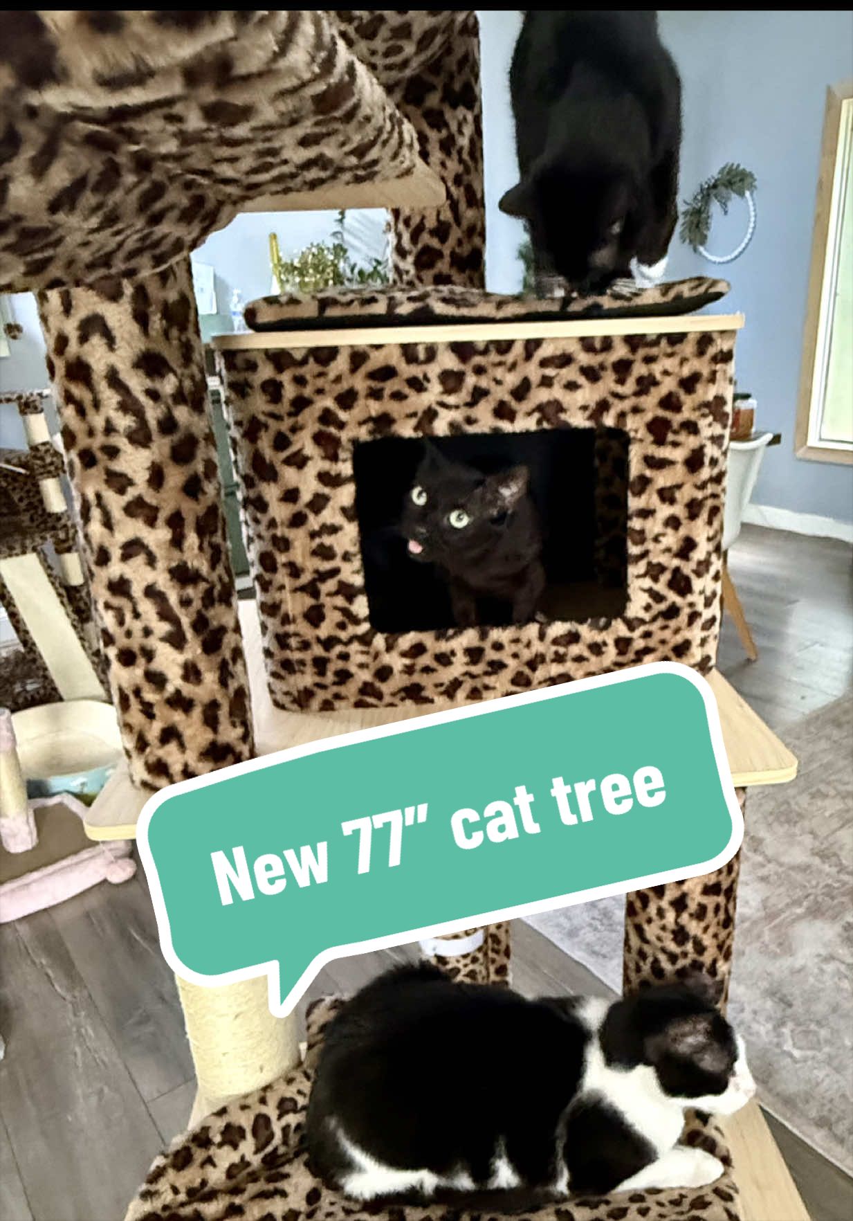 TikTok post by an influencer for Hoomic. Caption reads: [...] just finished putting together Hoomic’s NEW....
