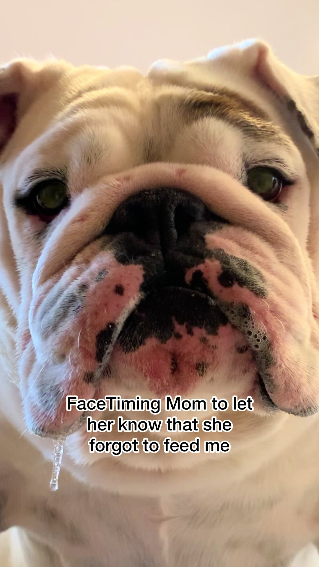TikTok post by @eggnogthebulldog for The Farmer's Dog. Caption reads: Thank goodness for Grandpa....and fresh food! 🙌🏻....