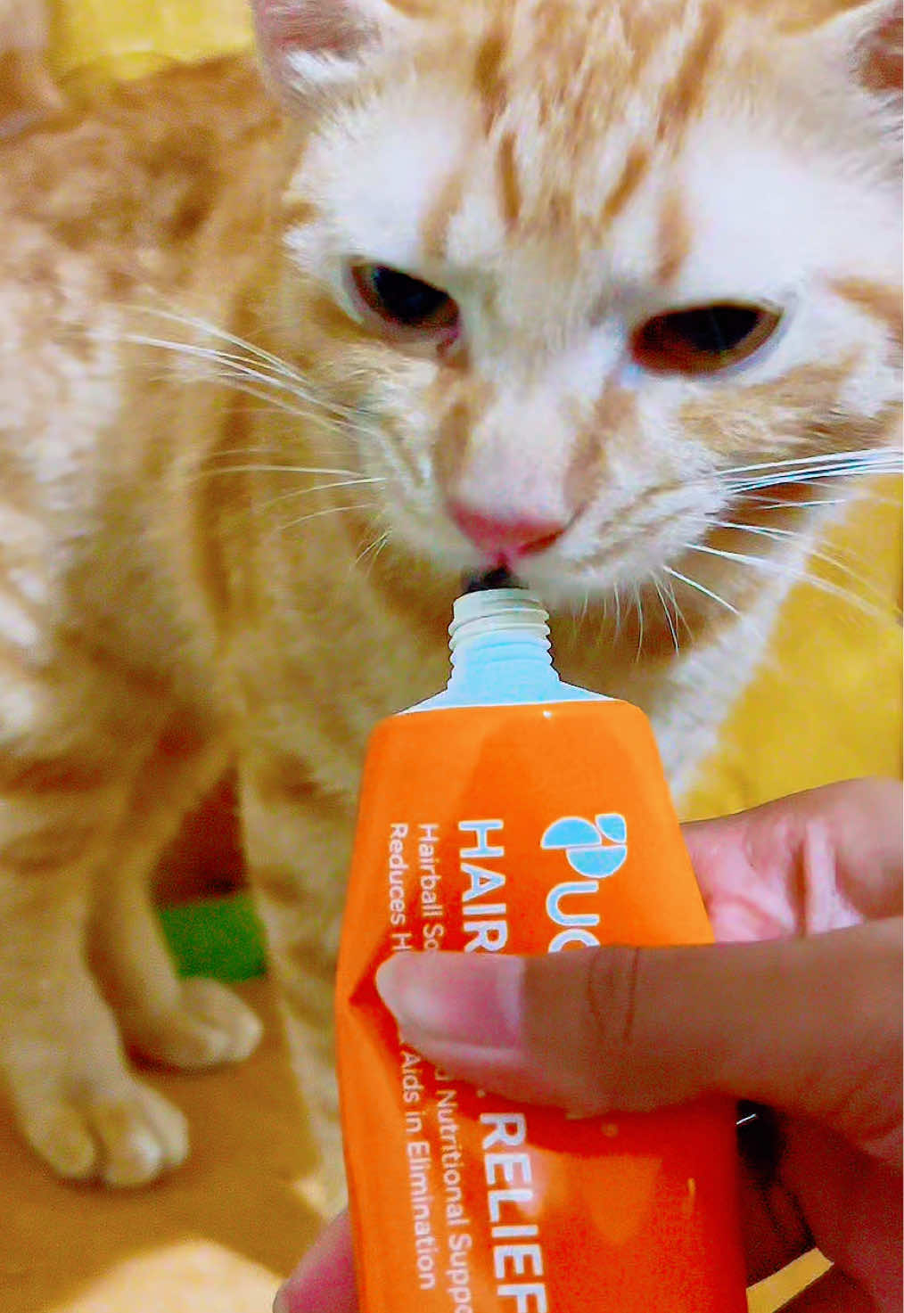 TikTok post by @fera_official_123 for Puainta. Caption reads: [...] hairball 😿 Makanya aku rutin kasih PUAINTA....