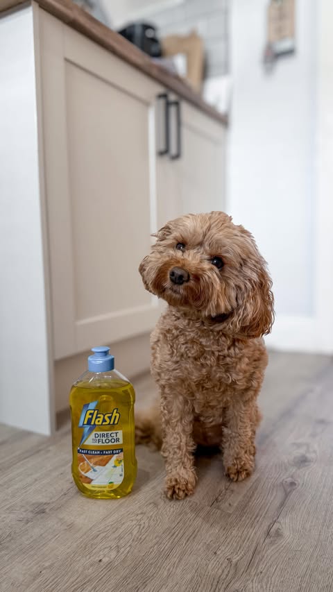 Instagram post by @bellathecavapoo20 for SuperSavvyMe. Caption reads: AD Let’s try the new Direct to floor cleaner by....
