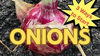 YouTube post by @saltydawghomestead for Farmers Defense. Caption reads: 3 Easy Ways to Start Onions from Seed | Beginner’s....