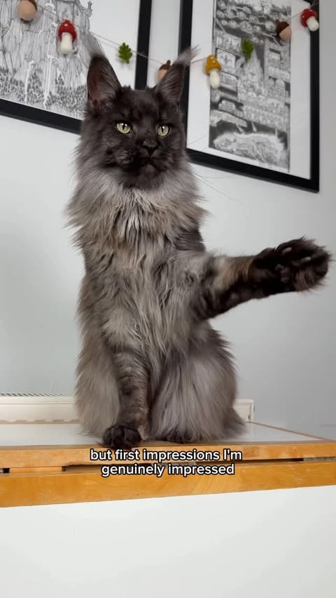 Instagram post by @kit.has.cats for PETLIBRO. Caption reads: [...] all the smart features. This is the....