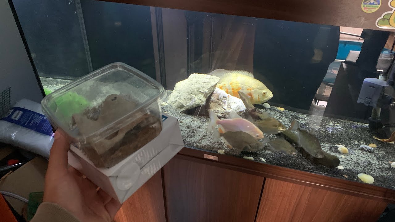 YouTube post by @tartamilloyt for Hygger Aquarium. Caption reads: CHILL VLOG with my ANIMALS + completion of fish....