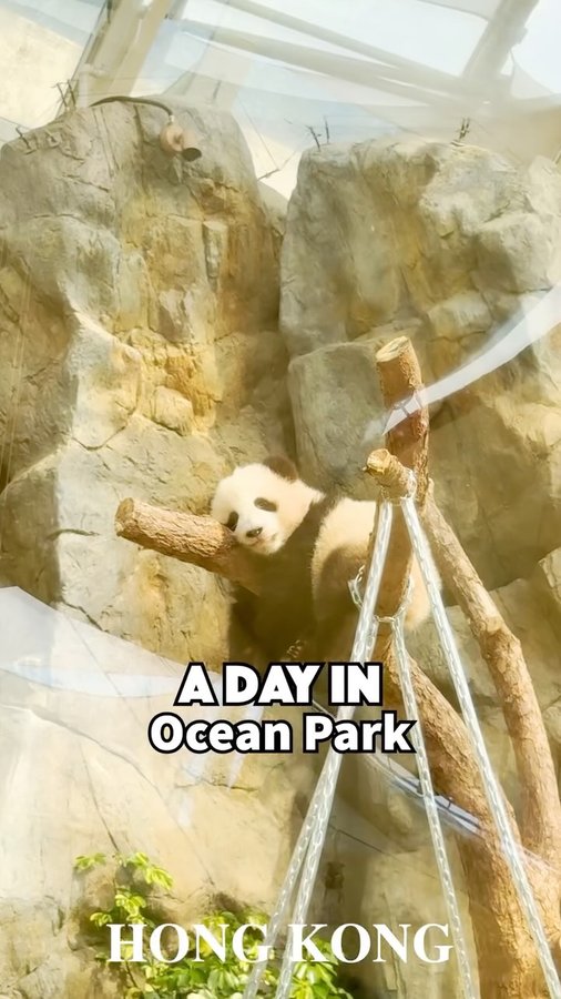 Instagram post by @explore_hongkong for Ogilvy. Caption reads: My parent brought me to the Ocean Park for the....