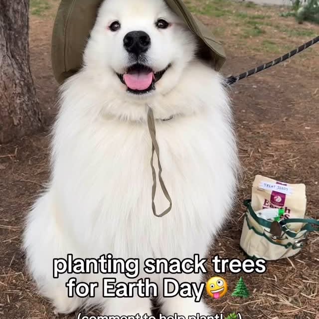 Instagram post by @biffthesamoyed for Earthborn Holistic Pet Food. Caption reads: Planting snack trees for Earth Day😋🌱 [ad]

But....
