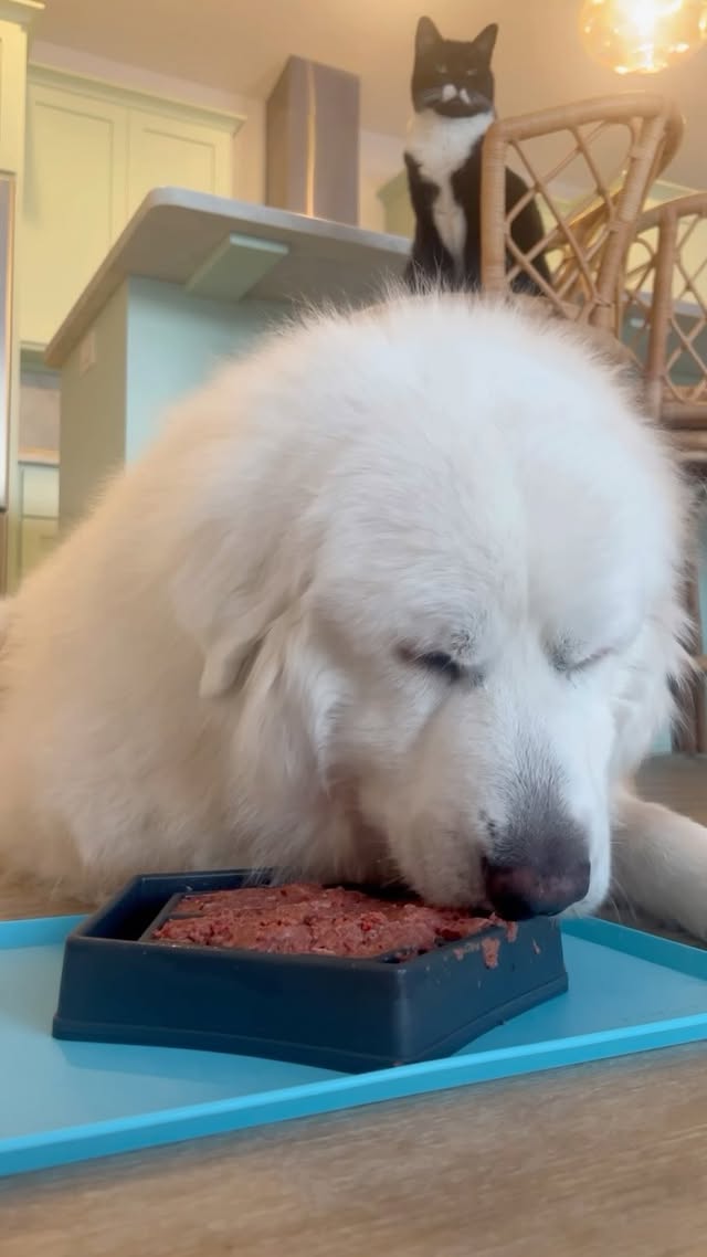Instagram post by @3pyrsinapod for Viva Raw. Caption reads: [...] 🥰 #ad Olaf’s having ground turkey from....