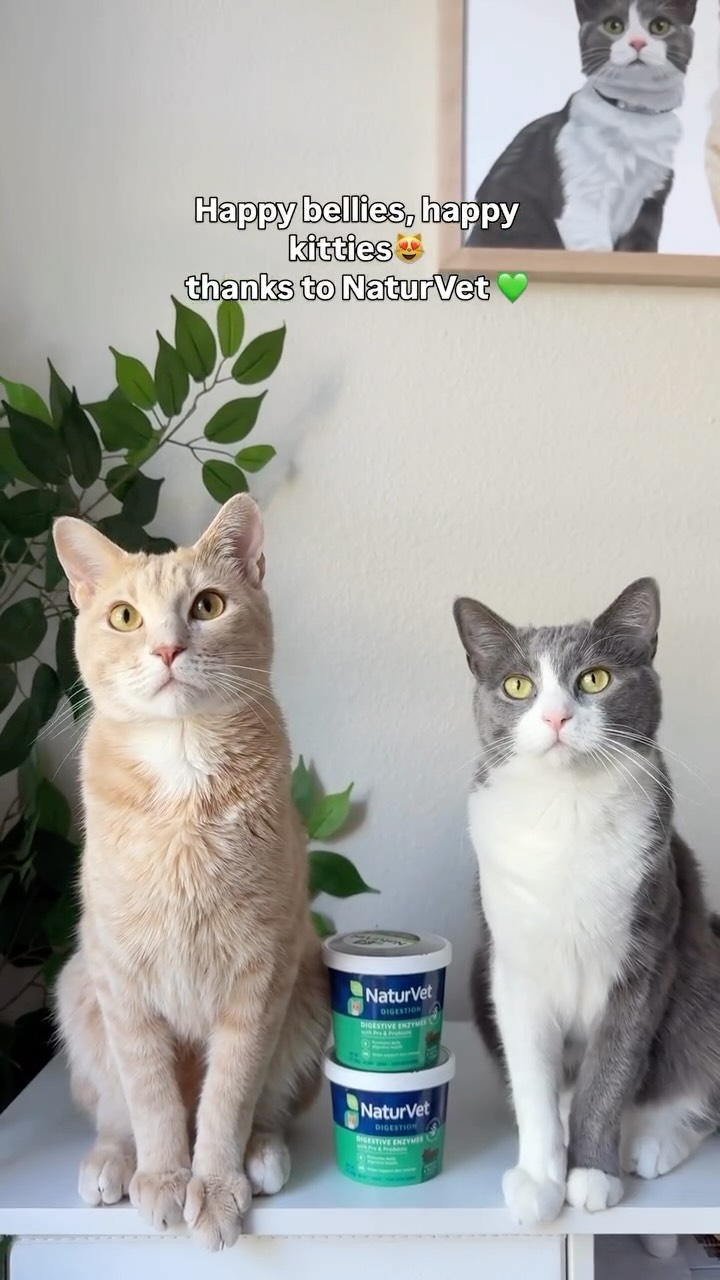 Instagram post by an influencer for NaturVet. Caption reads: [...] happy cats 🐈‍⬛ 🐈 Thanks to @naturvet....