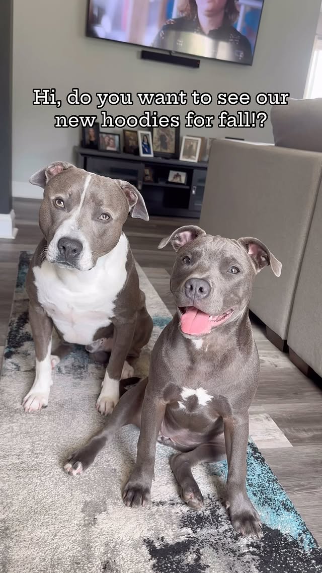 Instagram post by an influencer for SPARK PAWS. Caption reads: [...] look ADORABLE 😏🥰 Our new....