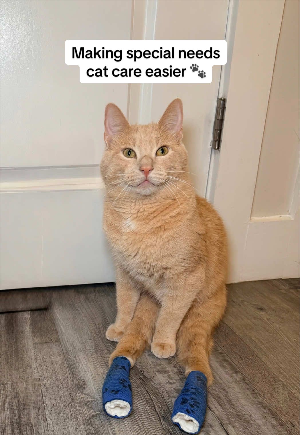 TikTok post by @lowryderkitty for PetPivot. Caption reads: [...] ways to simplify cat care. 🐾❤️ The....