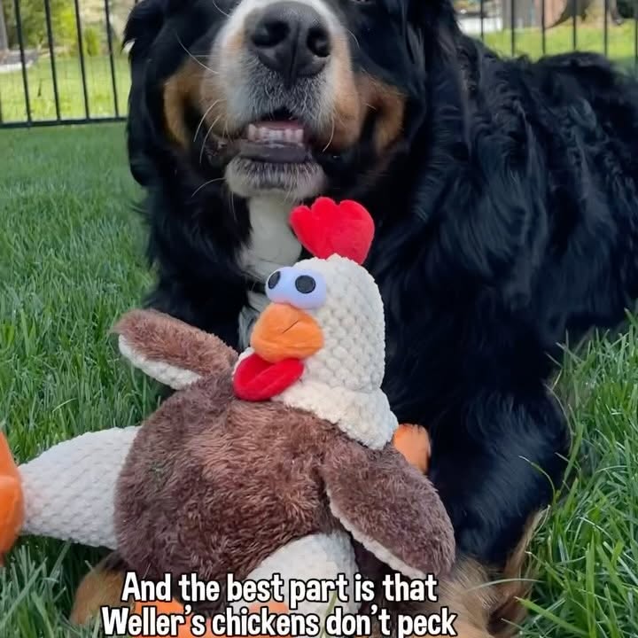 Instagram post by @thebernerbunch for Chewy. Caption reads: I partnered with @Chewy to surprise Weller and....