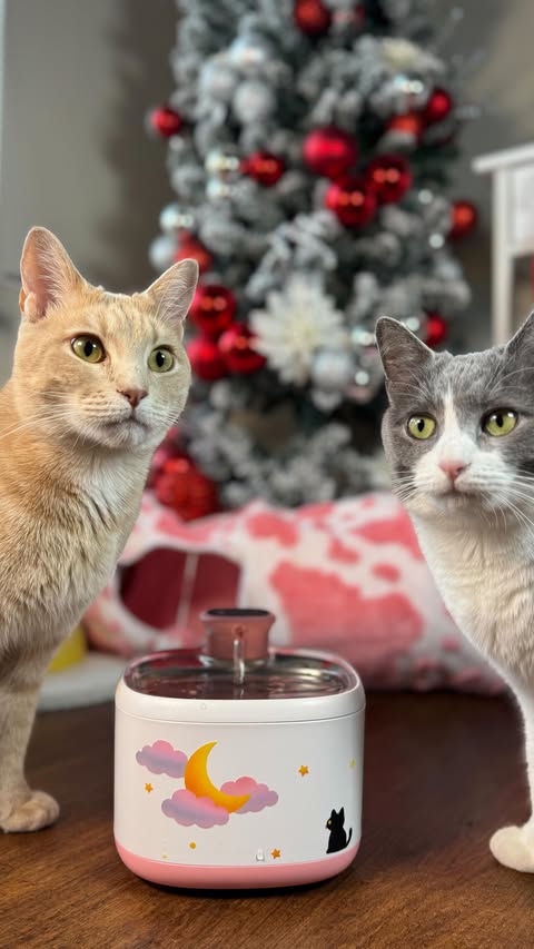 Instagram post by @whiskeyandstormy for Happy & Polly. Caption reads: Hydration made smarter, quieter, and safer with....