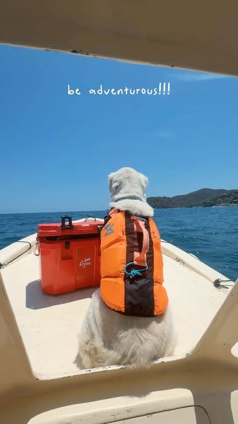 Instagram post by @wat.ki for ORIJEN Petfoods. Caption reads: We heard about the new ORIJEN™ FRESHPREY and I....