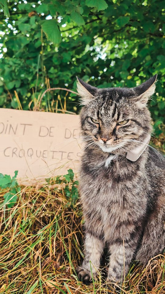 Instagram post by @justinewdm for Tractive. Caption reads: 🐱: On peut même pas dealer en paix....