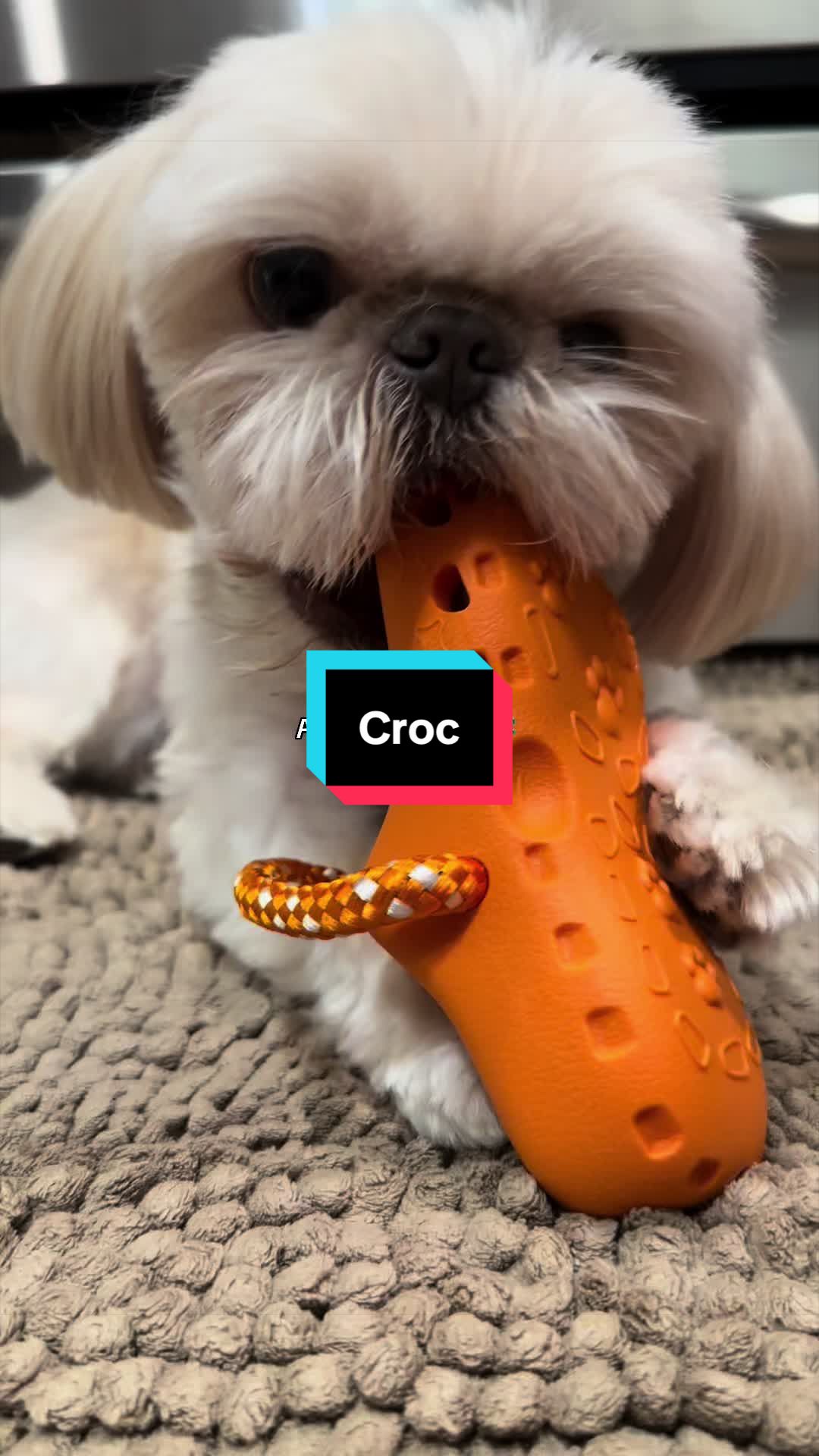 TikTok post by @charlietheshitzu0 for Lesure Pet. Caption reads: Love this little croc for dogs from @Lesure Pet....