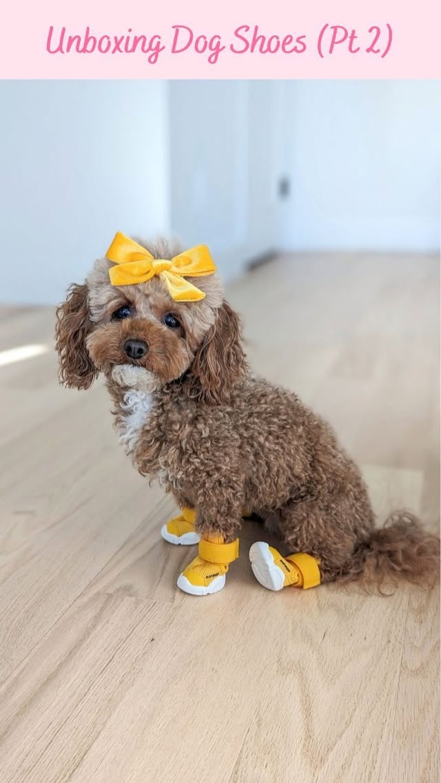 Instagram post by @chiffonthemaltipoo for RIFRUF. Caption reads: [...] this Friday 3/22!) Daffodil dog shoes:....