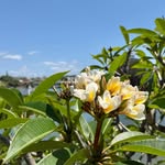 Instagram post by @lucyrooke_ for Coolcabanas. Caption reads: coolcabanas 🐚 … paid partnership.