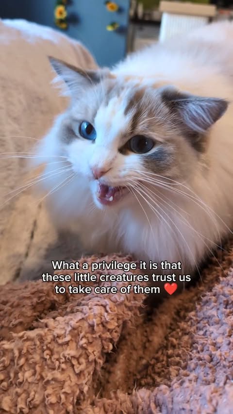 Instagram post by @theflooftales for Litter-Robot. Caption reads: We are truly blessed 🥹❤️ *Ad My @thelitterrobot....