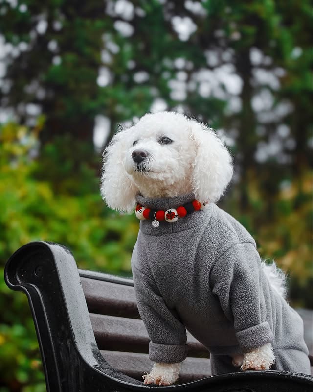 Instagram post by @lifeofapoochon for Poochie Pals. Caption reads: [...] - - - - [Ad|Ambassador|Gifted] - -....