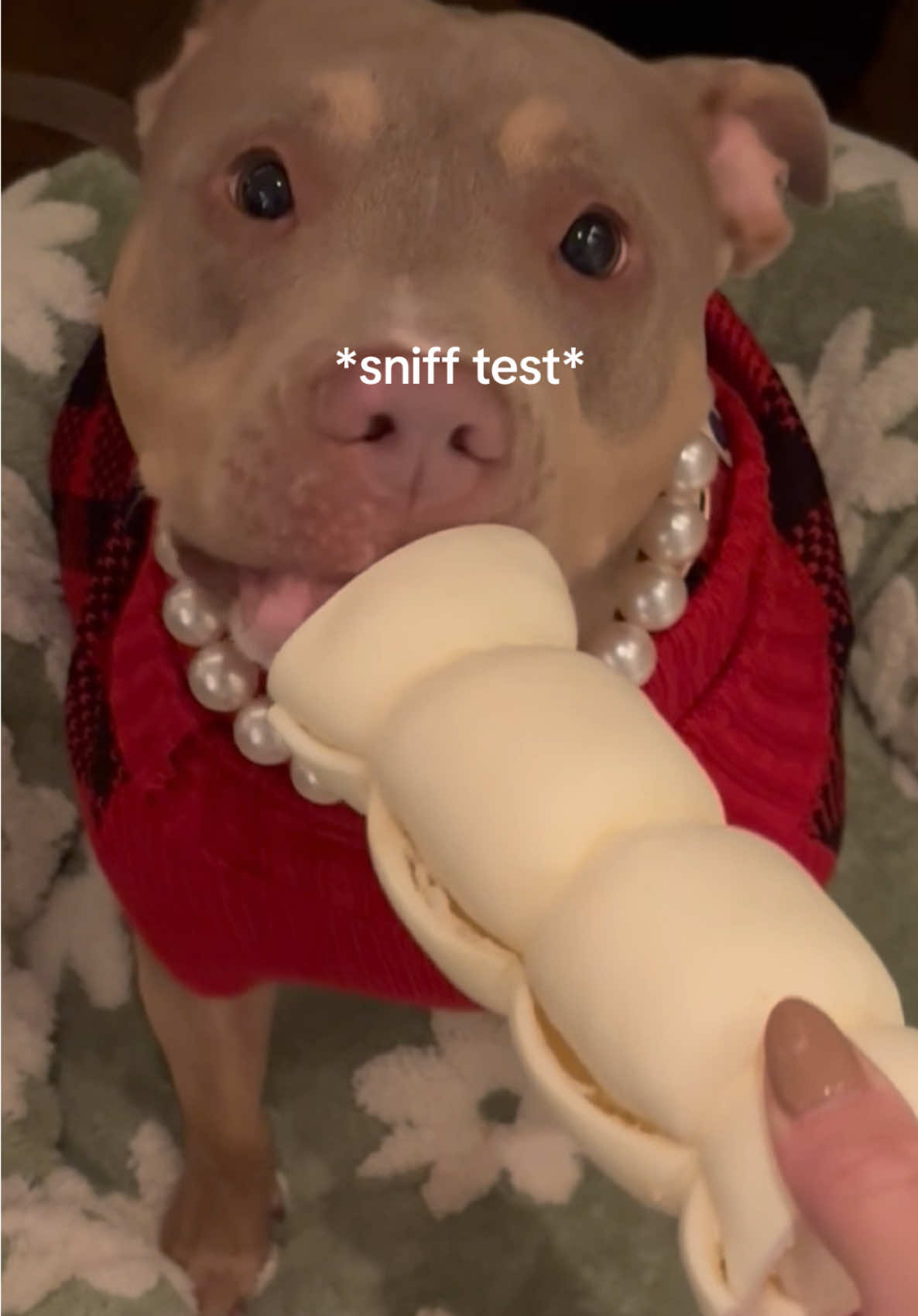 TikTok post by @misspattythestaffy for PetMD Store. Caption reads: beef cheek rolls for your dog! 🐶  @PetMDStore ....