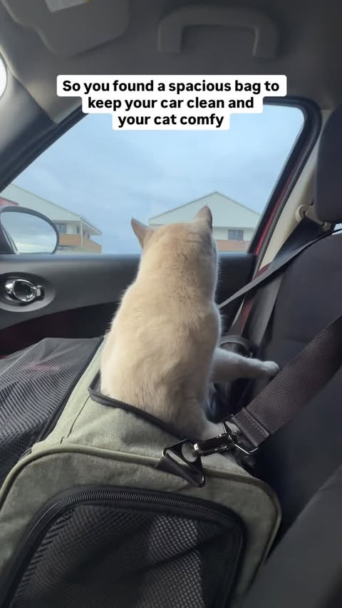 Instagram post by @pamirthecat for Petsfit. Caption reads: [...] ones 🥰
Carrier was kindly gifted by....