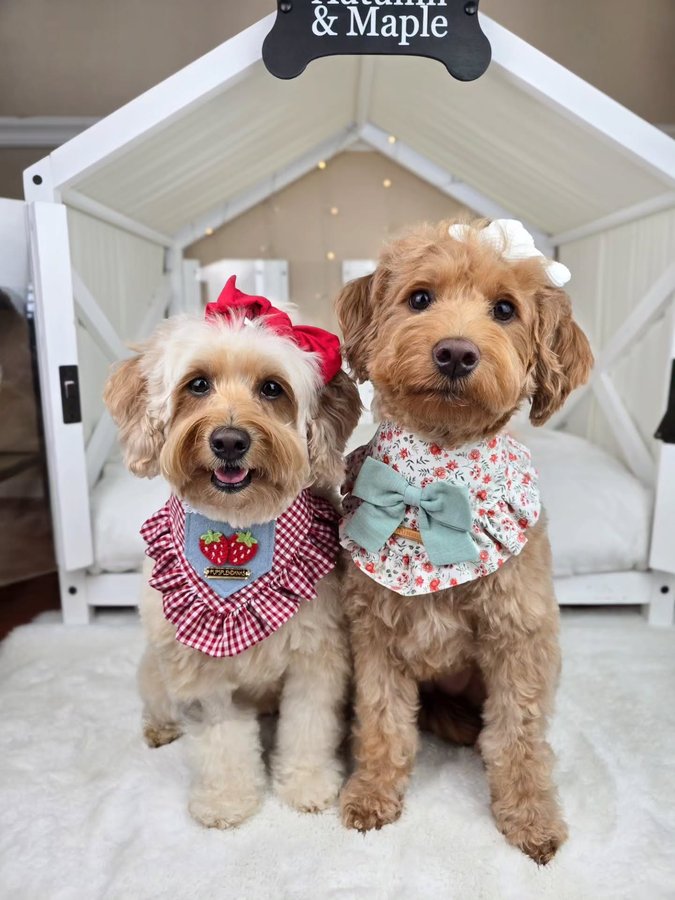 Instagram post by @autumn_thegoldie for – Wlo Store. Caption reads: [...] @pup_splendanas | AUTUMN10 
House by....