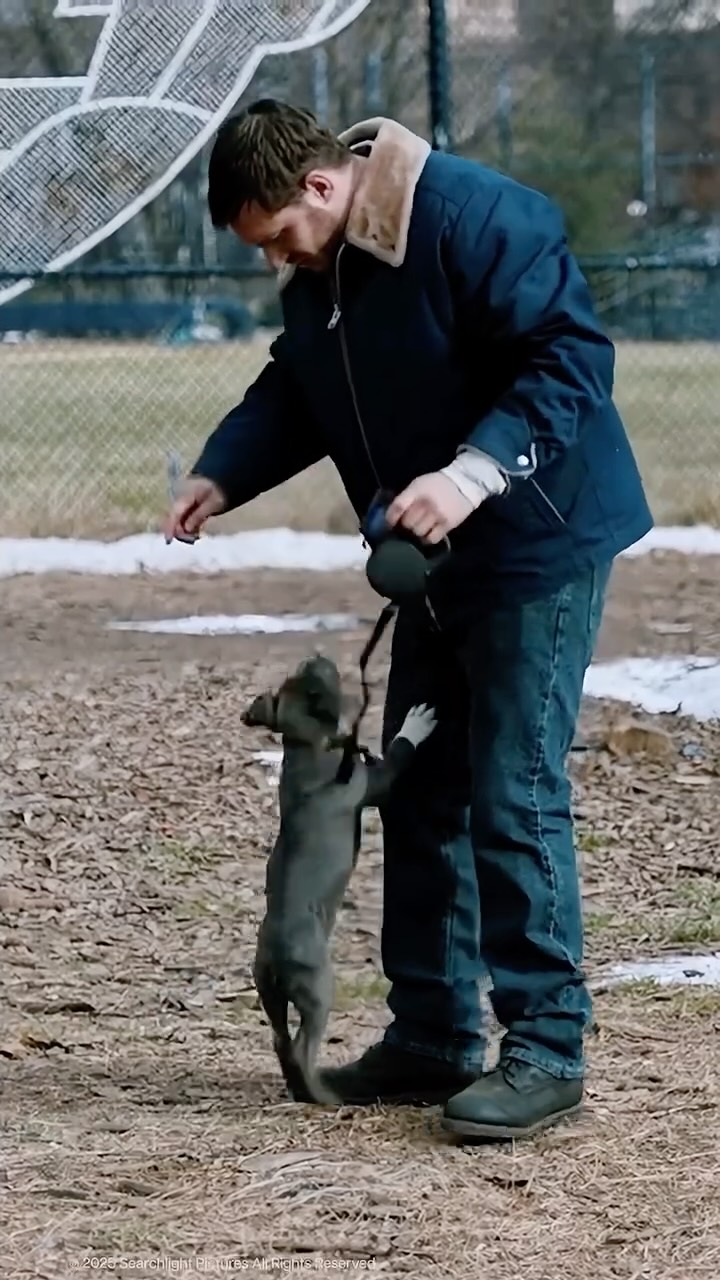 Instagram post by @tomhardyvariations for Searchlight Pictures. Caption reads: Bob: Hey Rocco, I made you a safe place.

Rocco:....