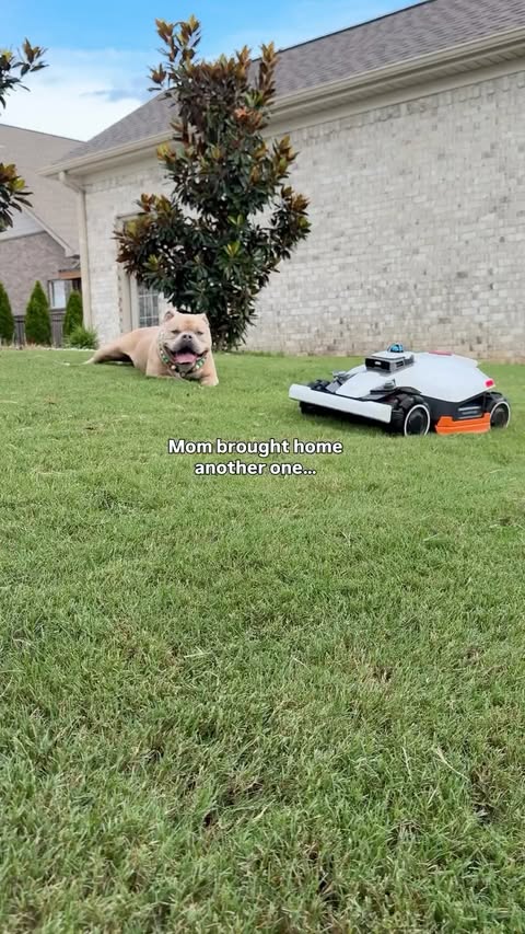 Instagram post by @oso_n_koa for Mammotion Tech. Caption reads: [...] a mower. I’d call that a win. 💚....