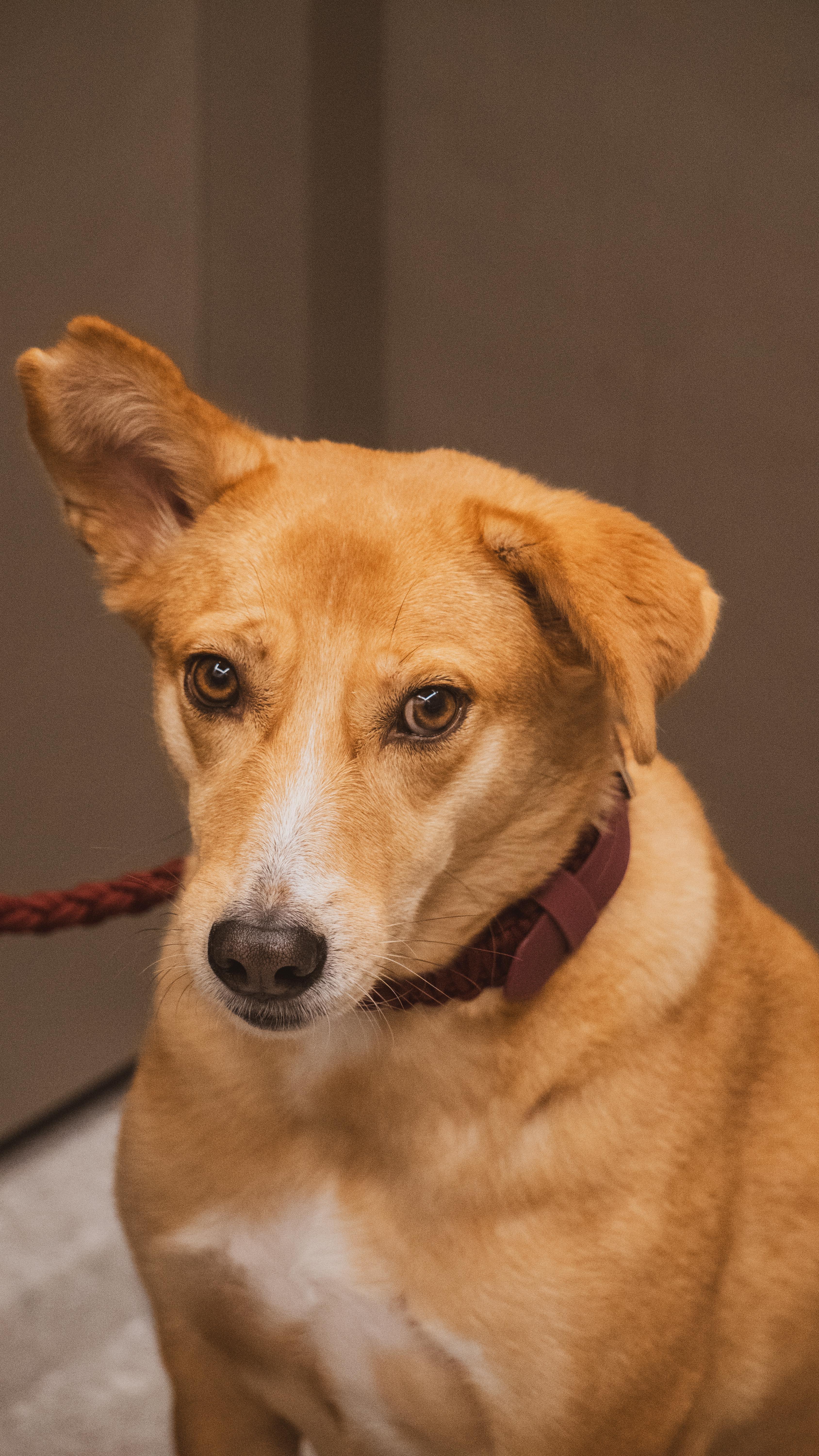 Instagram post by @itsjalebibaby for Noise Producer. Caption reads: Jabeli’s been loving these @petstock_australia....