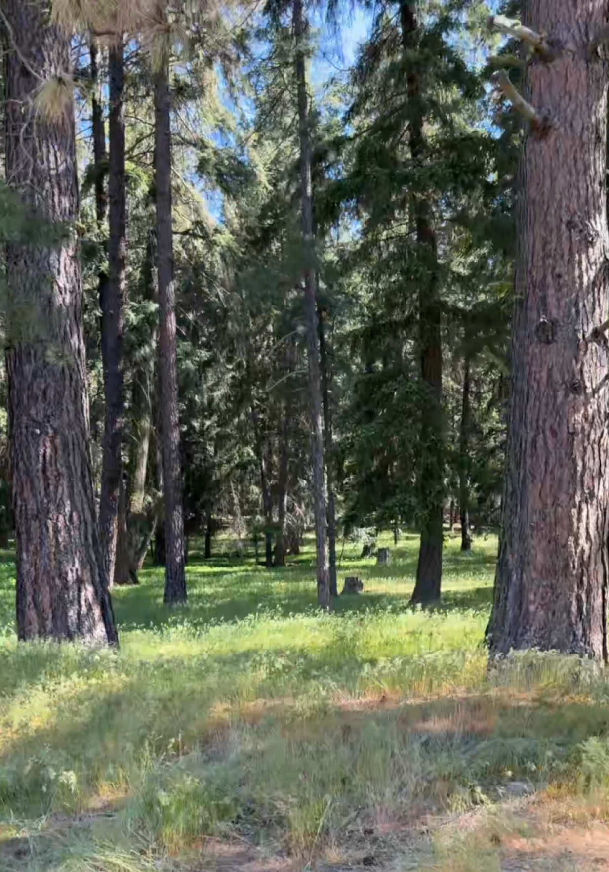 TikTok post by @moreofmire_ for Evian Facial Spray USA. Caption reads: You can’t skip skincare even while camping 🌲....