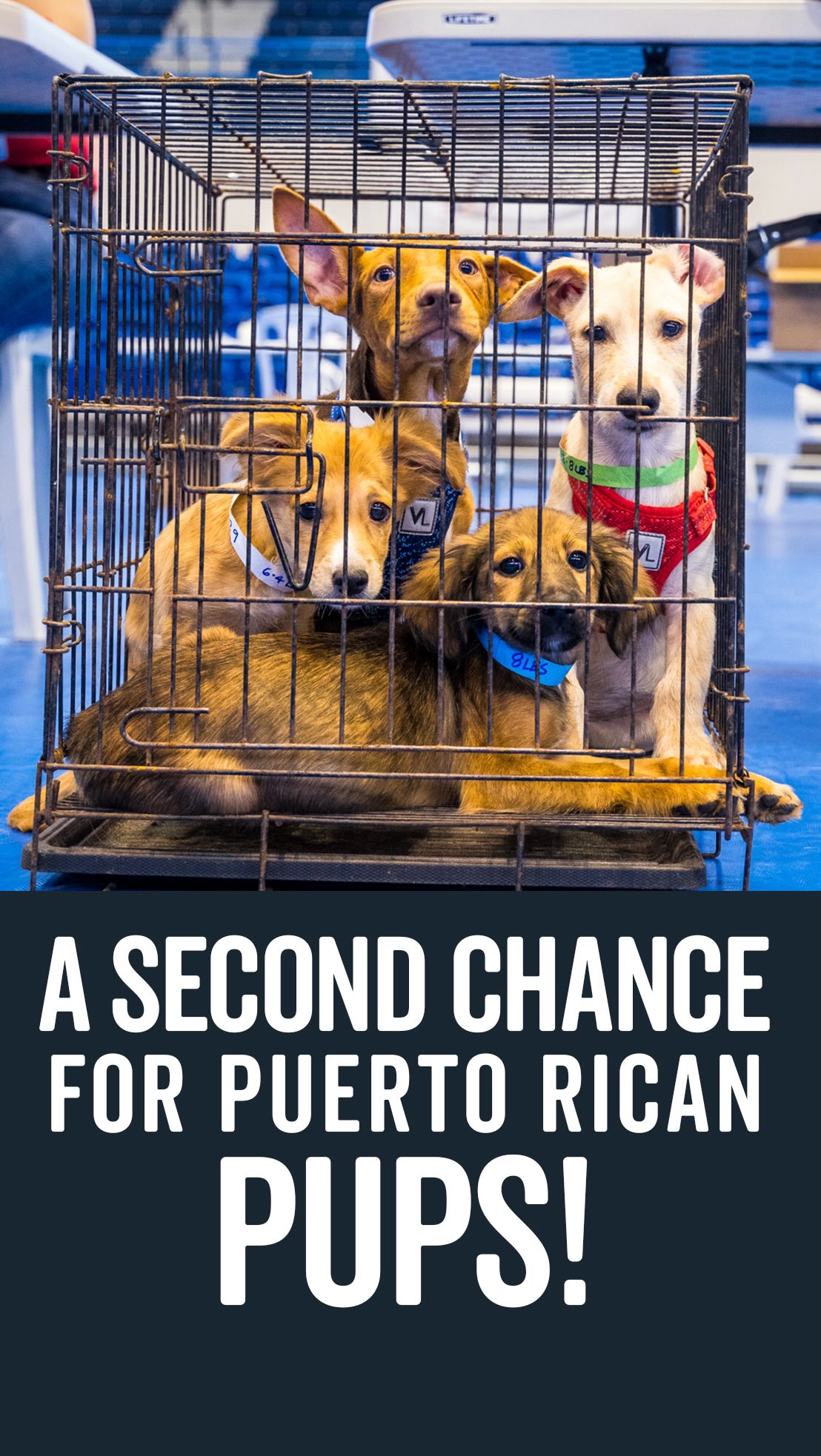 Instagram post by @thesatoproject for Grounds & Hounds Coffee Co.. Caption reads: Thousands of stray dogs in Puerto Rico need a....