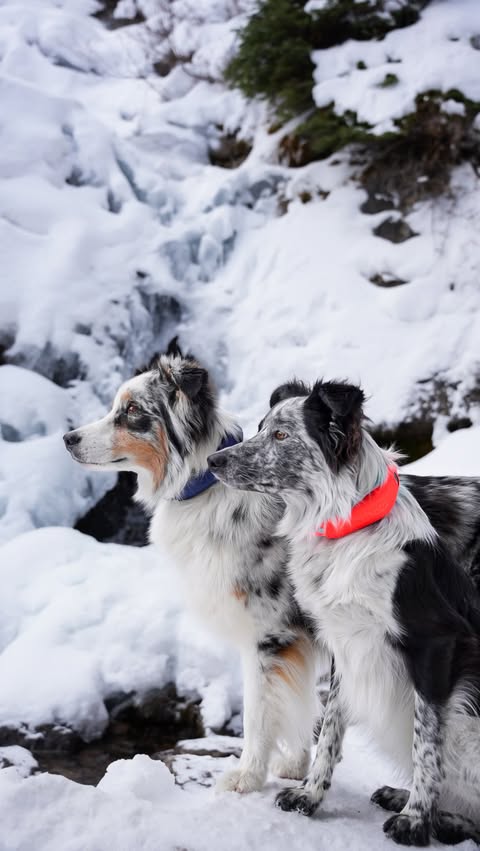 Instagram post by @venturingwithpaws for Halo Collar. Caption reads: [...] worries! 🙌🏼

[ad] Thanks to the new....