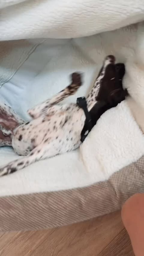 Instagram post by @caseeyrichardsonn for Snoozer Pet Products. Caption reads: the dogs love their new @snoozerpets bed!!! code....