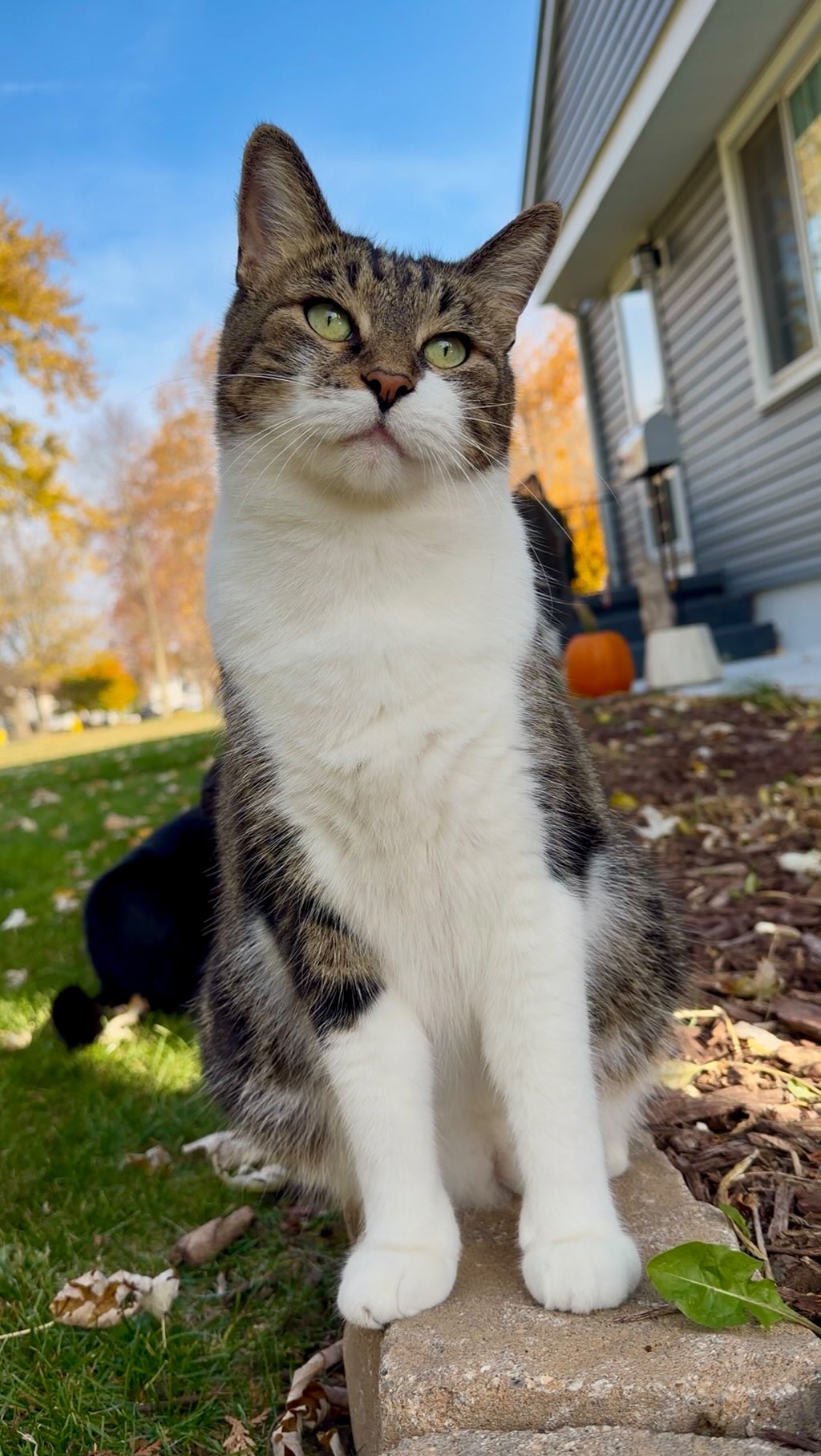 Instagram post by @mr.kitters.the.cat for Petlibro. Caption reads: Are you pooping? MaMOW! 💩📣🐈
Petlibro Luma Smart....
