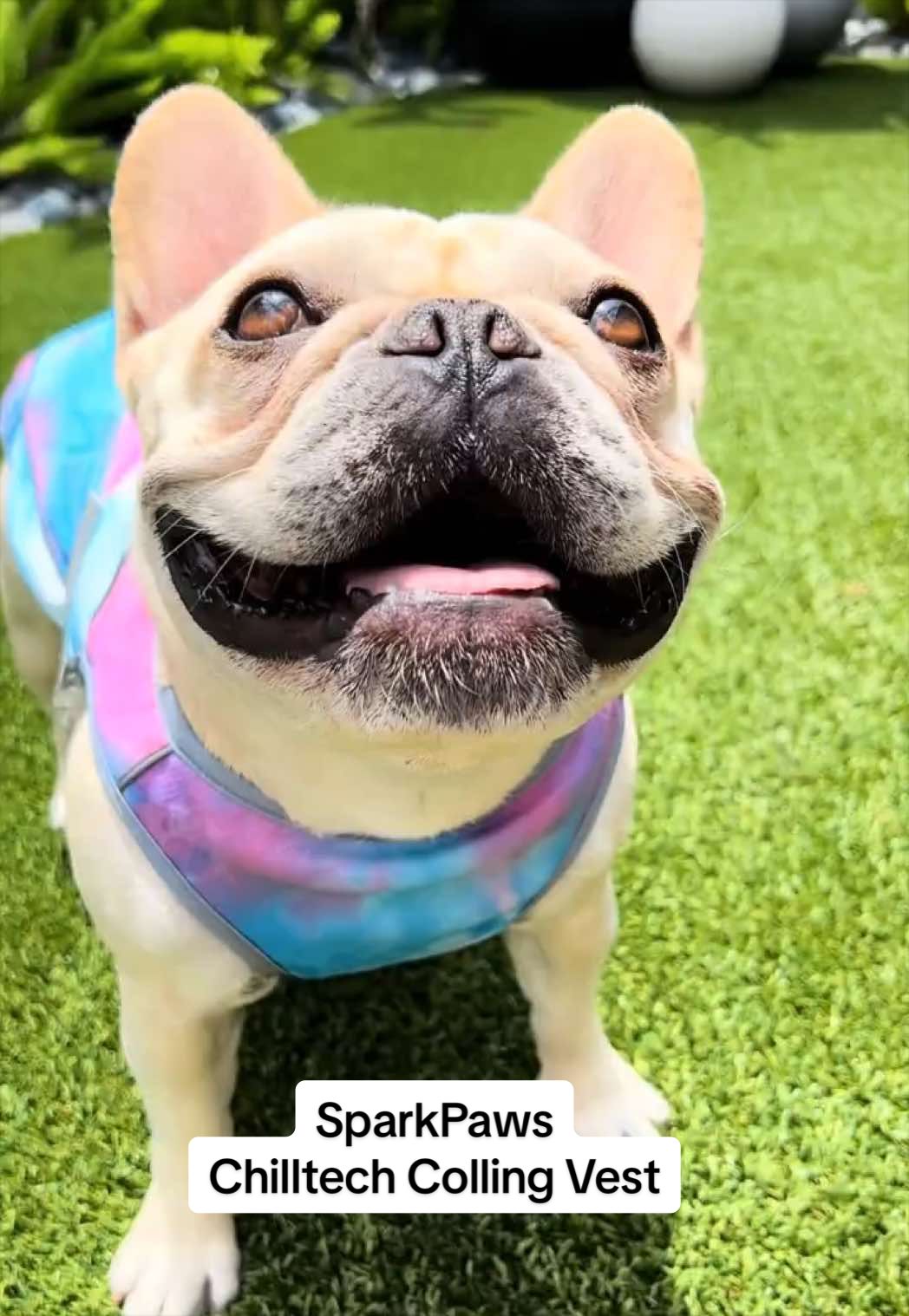 TikTok post by @cremethefrenchie for Spark Paws. Caption reads: [...] Summer essential! ☀️💕💜 @SPARK PAWS....