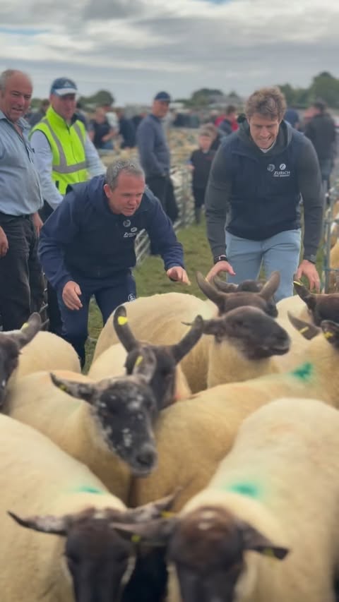 Instagram post by @davy_fitz01 for Zurich Insurance. Caption reads: I am delighted to be on the Irish Texel stand this....