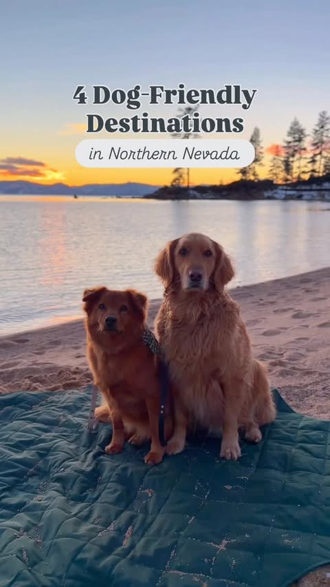 Instagram post by @jetsetdoglife for Travel Nevada. Caption reads: 4 Dog-Friendly Destinations in Northern Nevada 🐾....