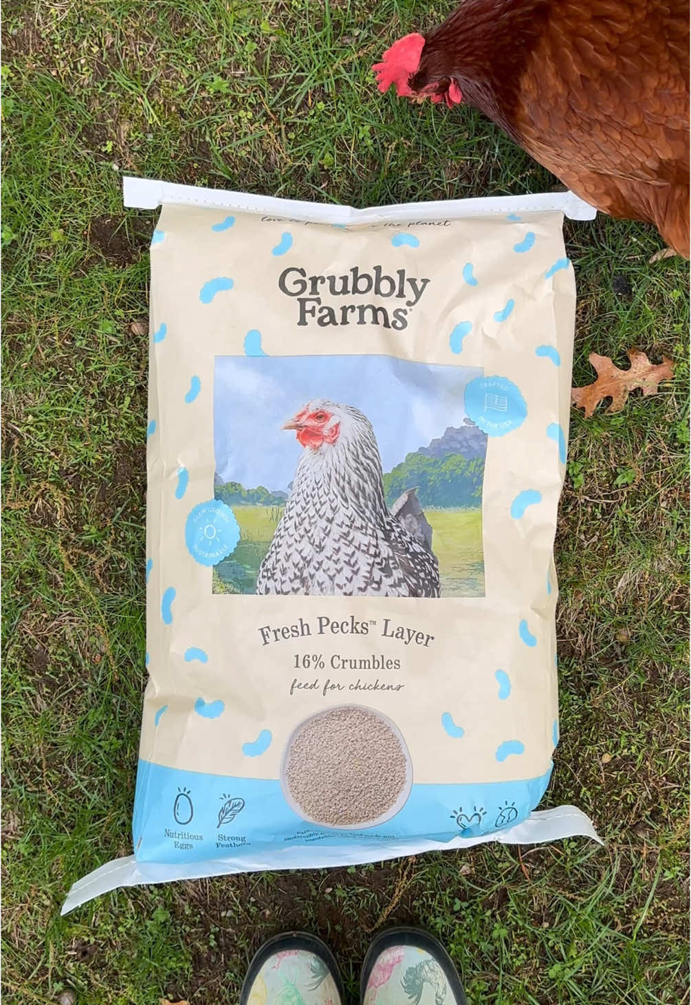 TikTok post by @lexi.harpin for Grubbly Farms. Caption reads: [...] girls feeder up for the week with @Grubbly....