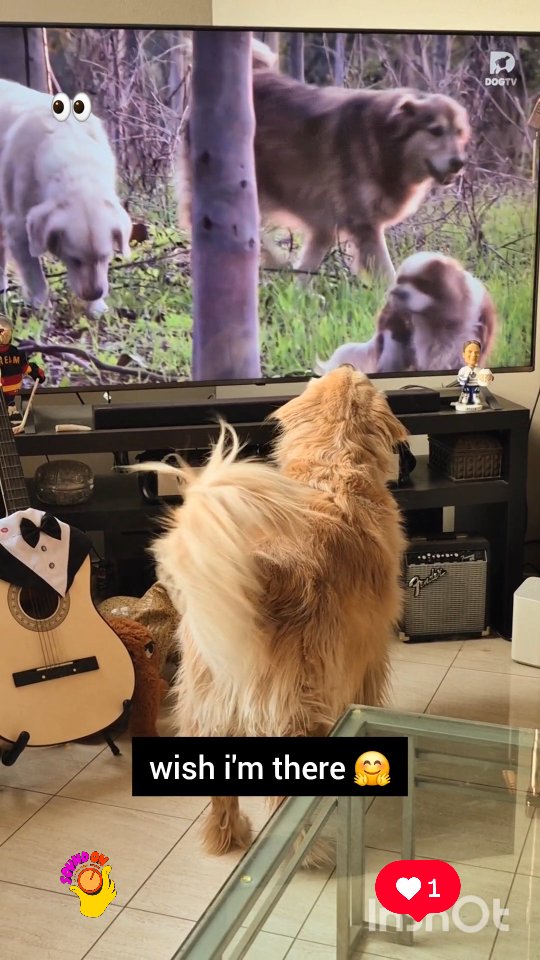 Instagram post by @shaggythegoldenone for Barked by 9GAG. Caption reads: 💙 I love watching TV with my pawrents📺. I have....