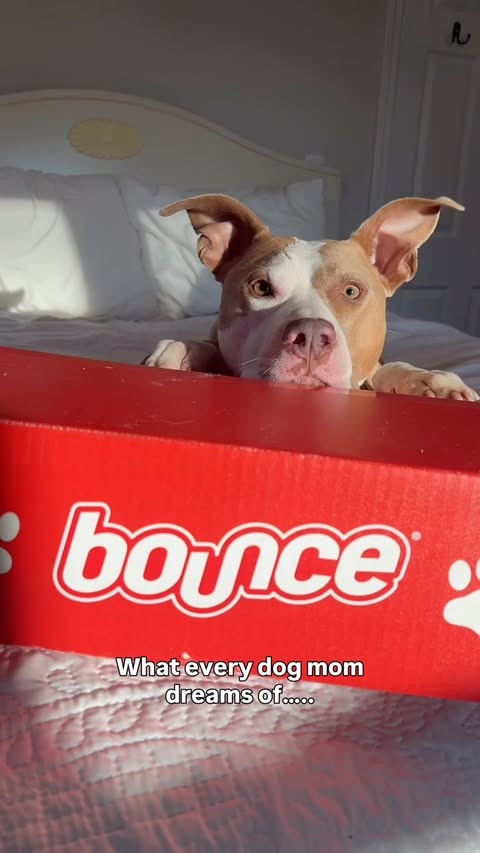 Instagram post by @polothepittie for Bounce. Caption reads: [...] such a fun surprise we were gifted from....