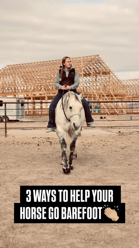 Instagram post by @theequineeducator for Scoot Boots. Caption reads: [...] would be happy to answer....