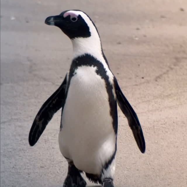 Instagram post by @thru_de_lenz for Apexel. Caption reads: [...] a mobile phone lens was sent to me by....