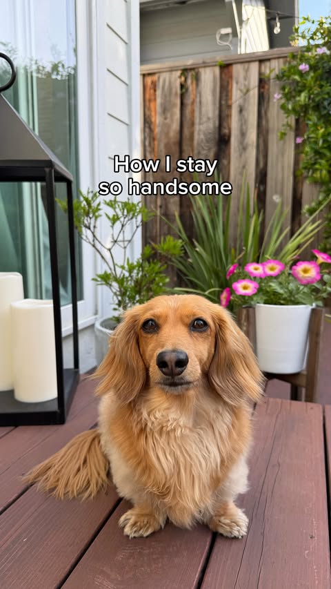 Instagram post by @cannoli_the_weenie for Open Farm Pet. Caption reads: Who wants to be my next date? I’ll make dinner☺️ •....