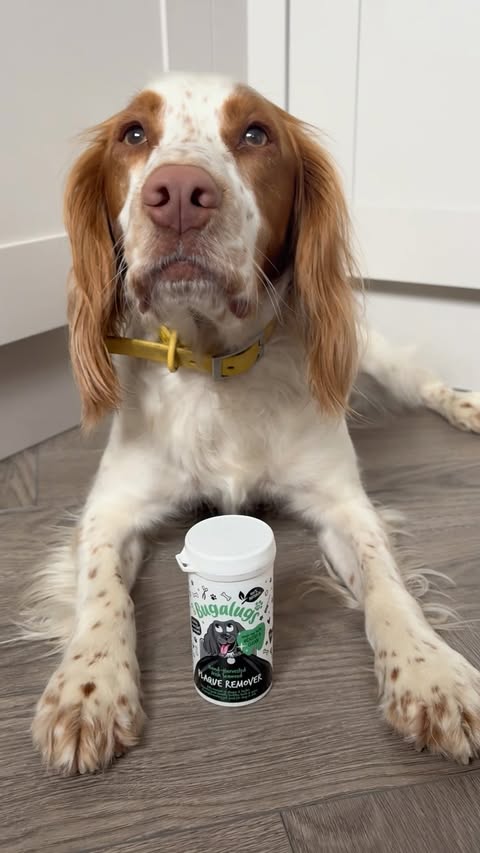Instagram post by @flynnthecockerspaniel_ for Bugalugs Pet Care. Caption reads: We got this new @bugalugspetcare Plaque remover to....